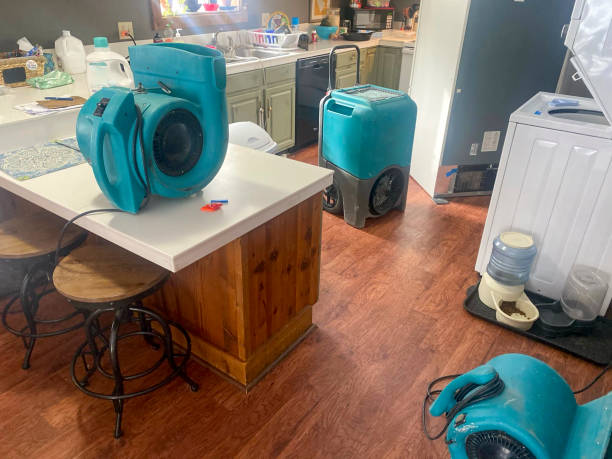 Best Mold removal after water damage  in Solon, IA